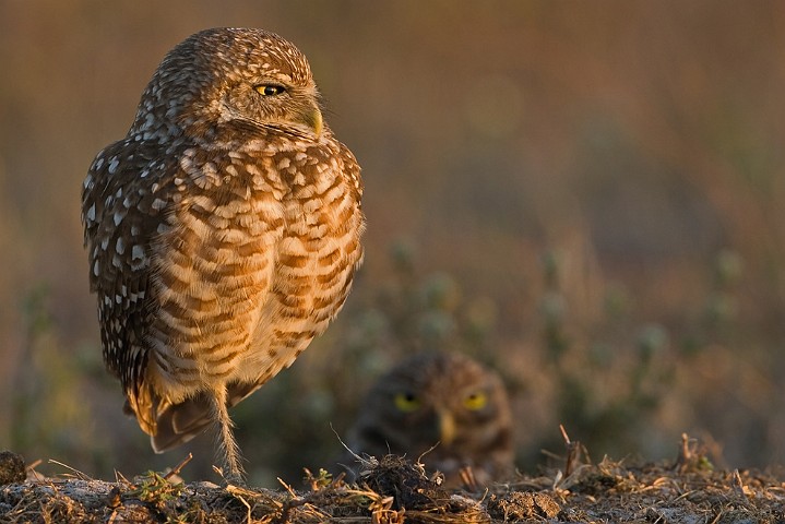 Kaninchenkauz Athene cunicularia Burrowing Owl